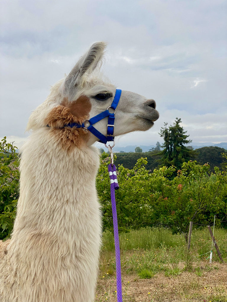 A profile of a llama head