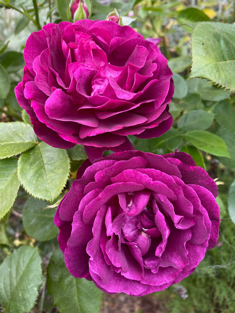 Munstead Wood roses