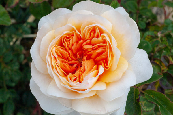 Port Sunlight rose