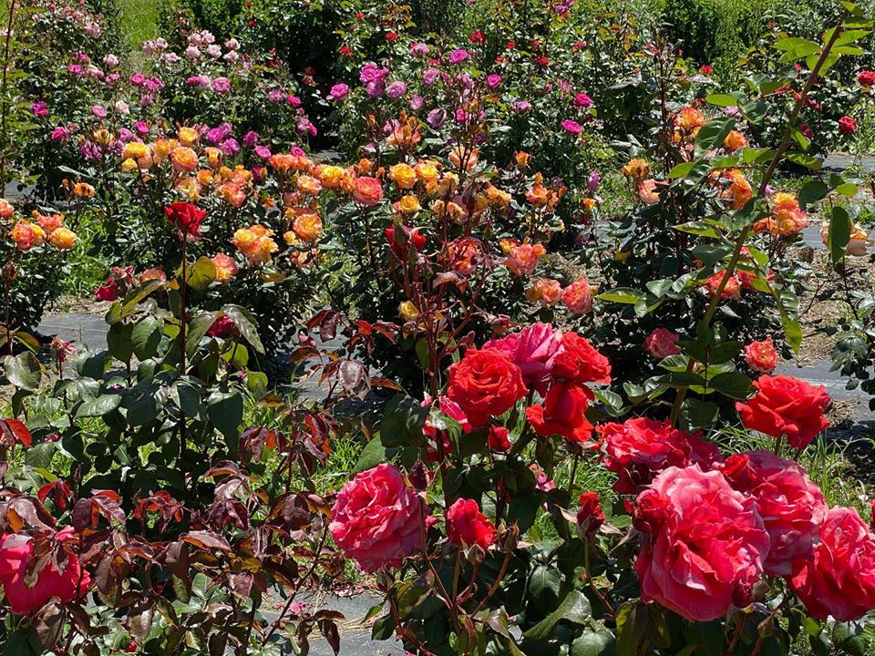 rose field