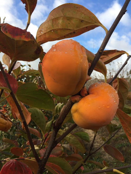 Tamopan persimmon