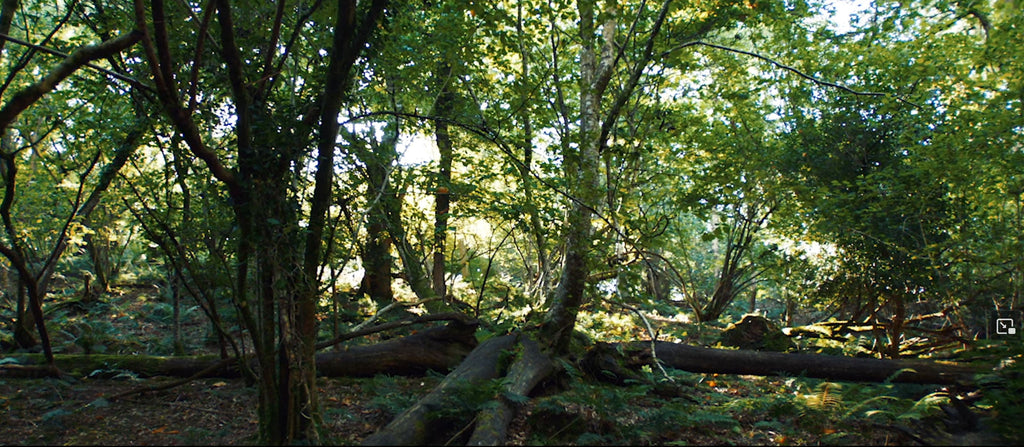 Regenerative forestry in a british rain forest