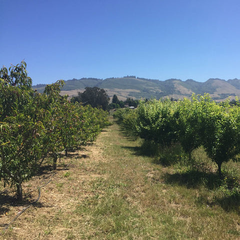 About our Farm – Birdsong Orchards