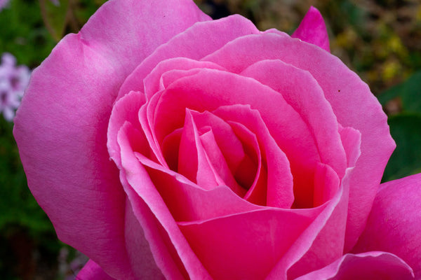 Pink Frost rose