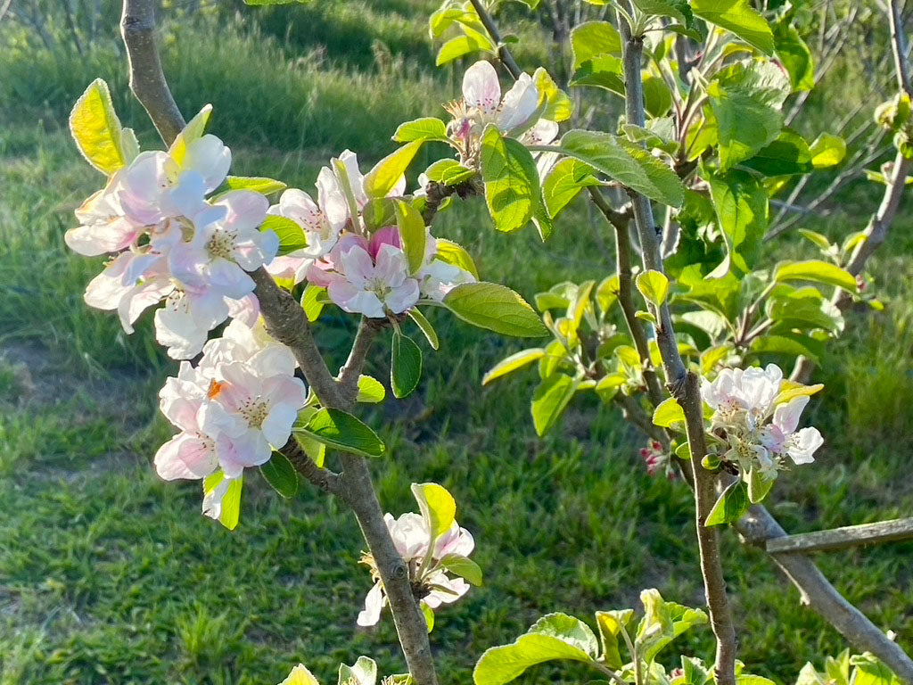 quince blossoms