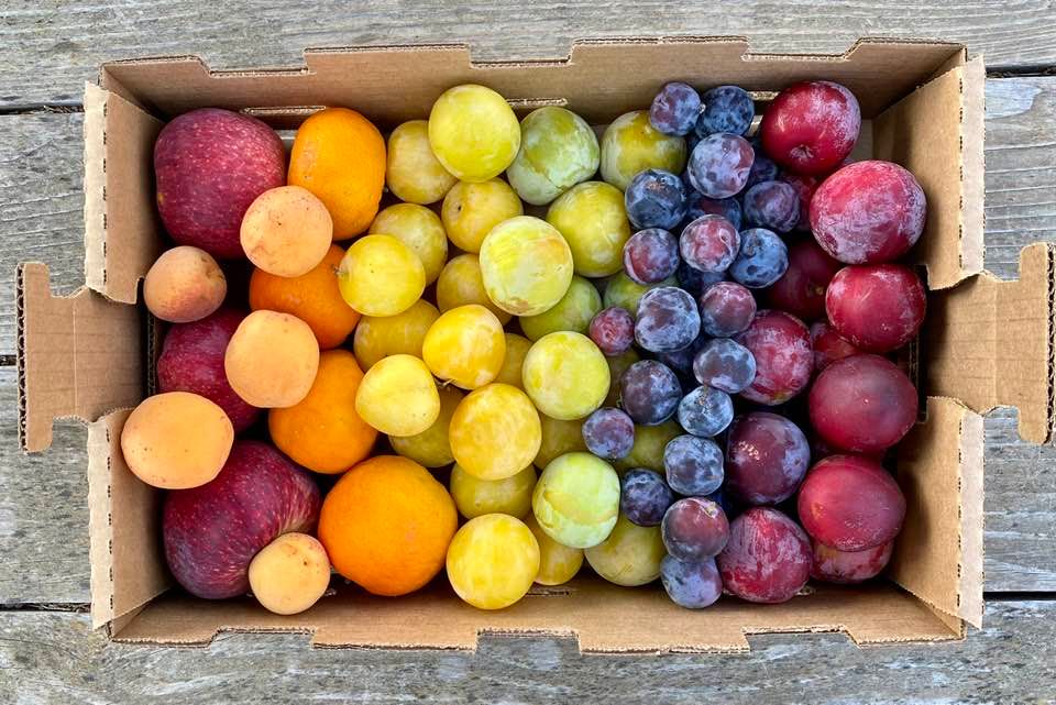 rainbow fruit box