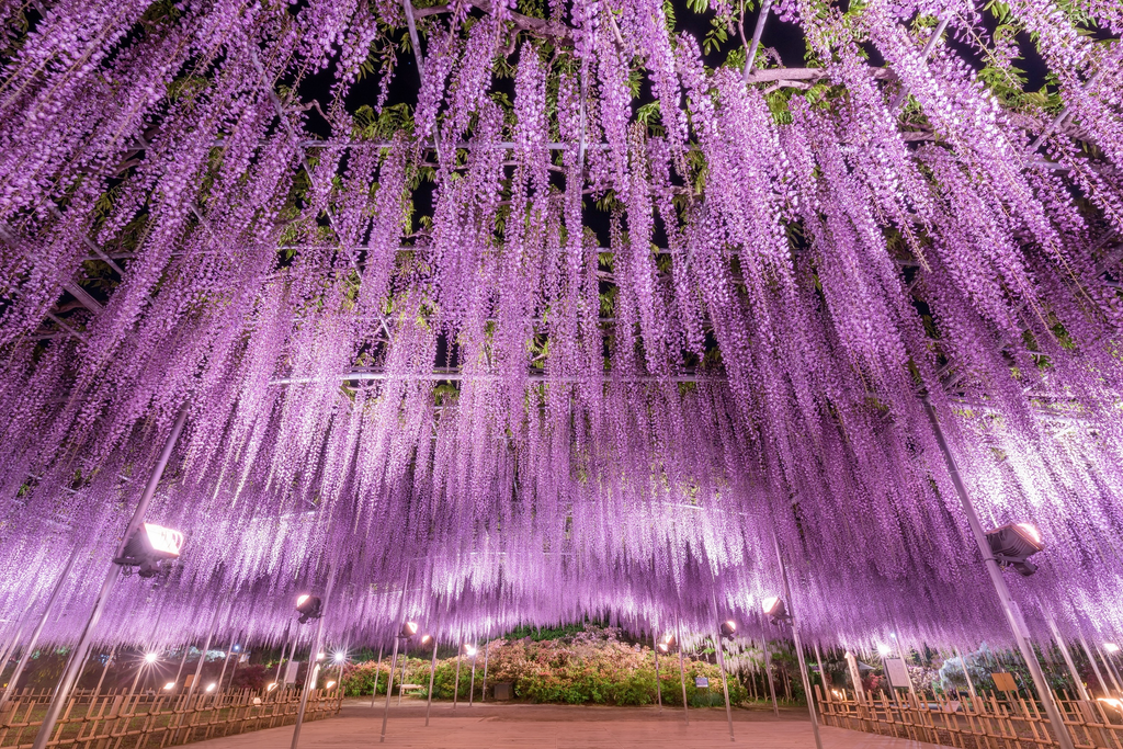 Wisteria