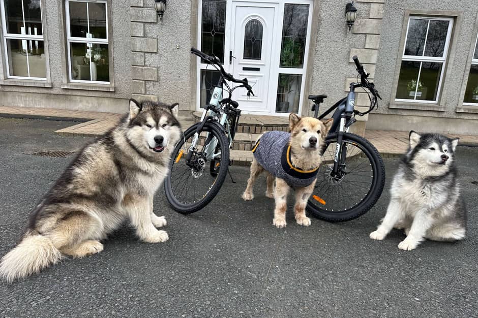 Hovsco-Ebike-with-Cute-Dogs