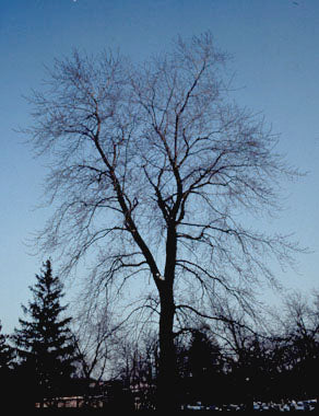 silver maple tree