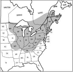 Sugar Maple Tree Geography