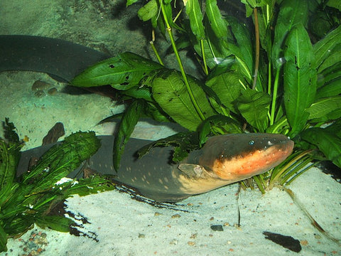 Figure 2https://commons.wikimedia.org/wiki/File:Electric-eel.jpg