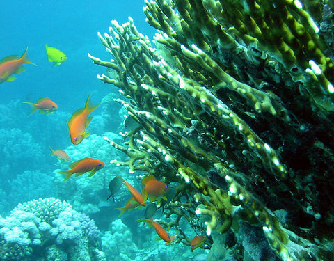 Figure 6https://commons.wikimedia.org/wiki/File:Millepora_fire_coral.JPG