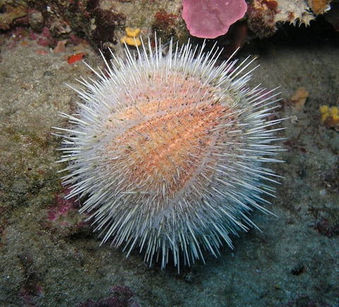 Figure 5https://en.wikipedia.org/wiki/File:Riccio_Melone_a_Capo_Caccia_adventurediving.it.jpg