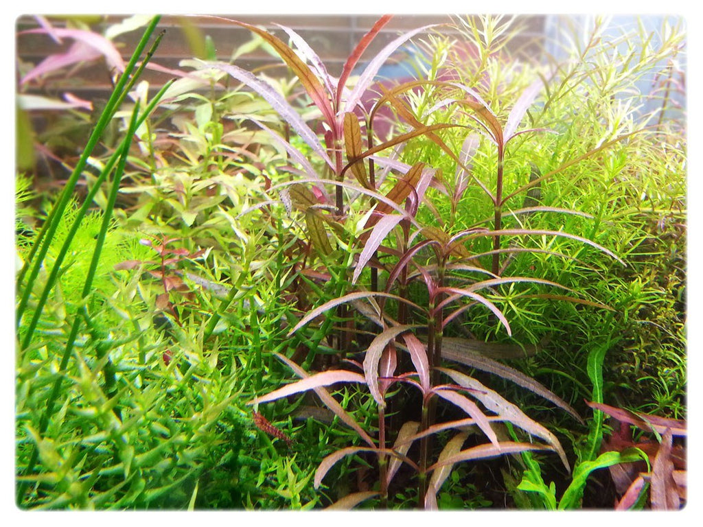 Montecarlo on 5 x 3? mat – Easy Foreground Carpet Aquarium Plant – AquaLeaf  Aquatics – Aqua Leaf Aquatics