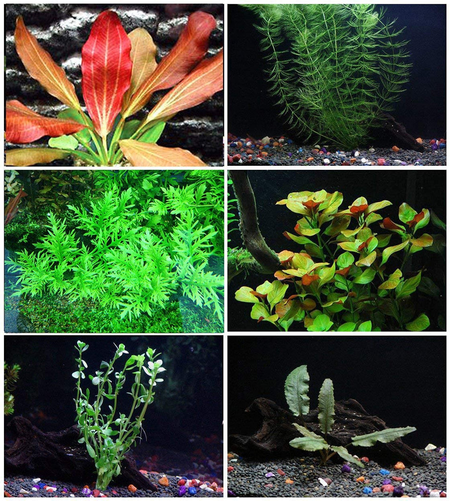 7 species 28 stems live aquarium plants package! Free s/h live aquatic  plants! Colorful!