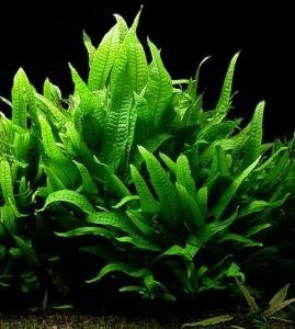 Montecarlo on 5 x 3? mat – Easy Foreground Carpet Aquarium Plant – AquaLeaf  Aquatics – Aqua Leaf Aquatics