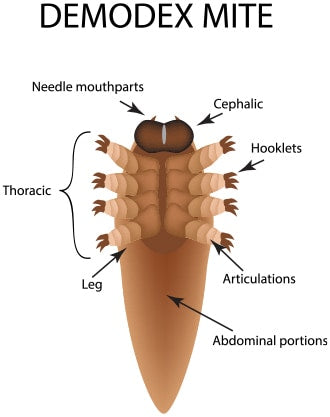 Demodex Mite Illustration with features pointed out