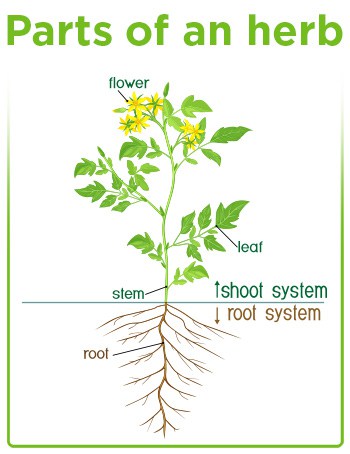 illustration, the parts of an herb