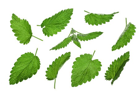 Lemon Balm Leaves