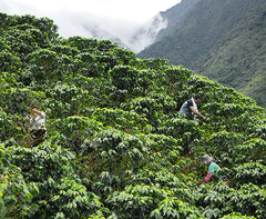 People harvesting green coffee beans