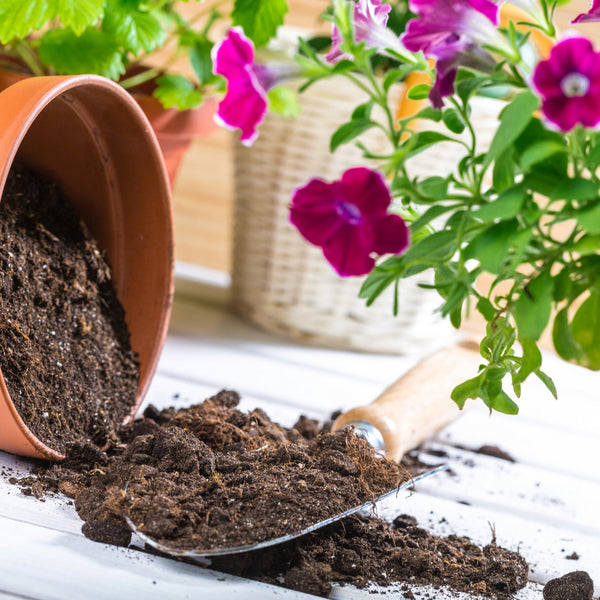 Here's what to do when potted plant soil dries out