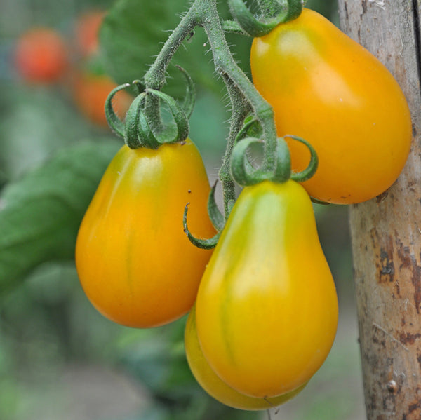 Tomato Plant Care: From Planting to Harvest - Comprehensive Guide