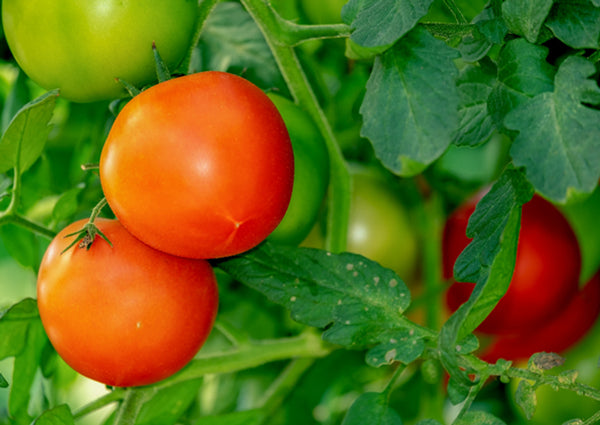 Tomato Plant Care: From Planting to Harvest - Comprehensive Guide