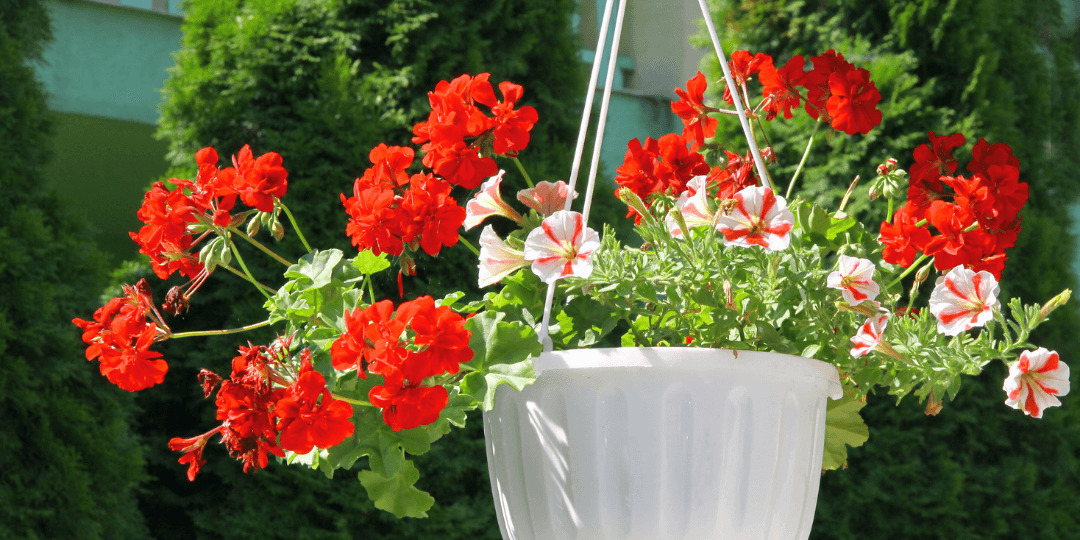 Container Gardening