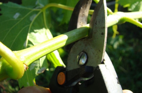 gardening kit