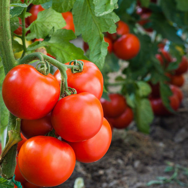 Tomato Plant Care: From Planting to Harvest - Comprehensive Guide