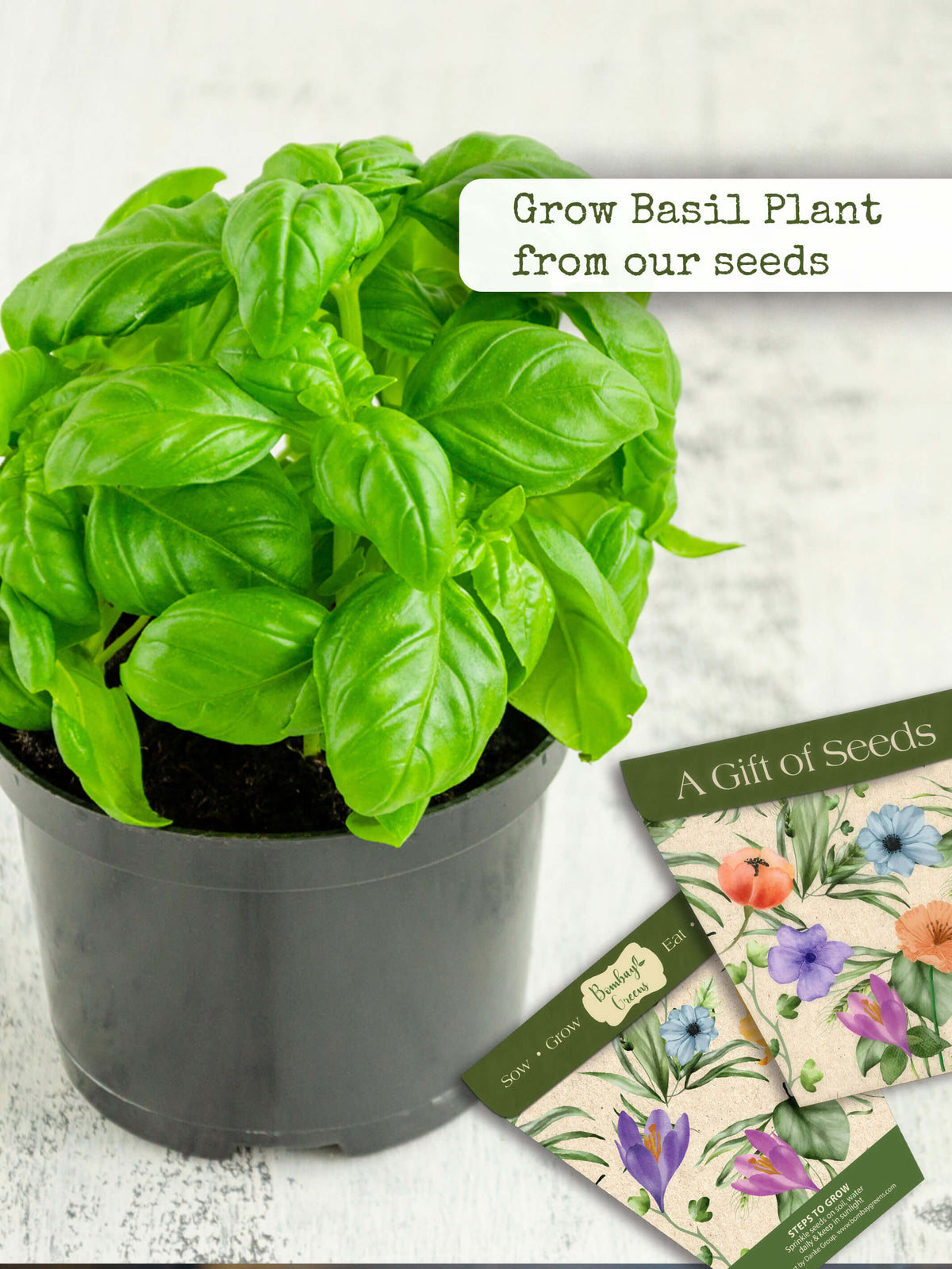 Italian Basil Dill Oregano Herbs Kit Online in India Bombay