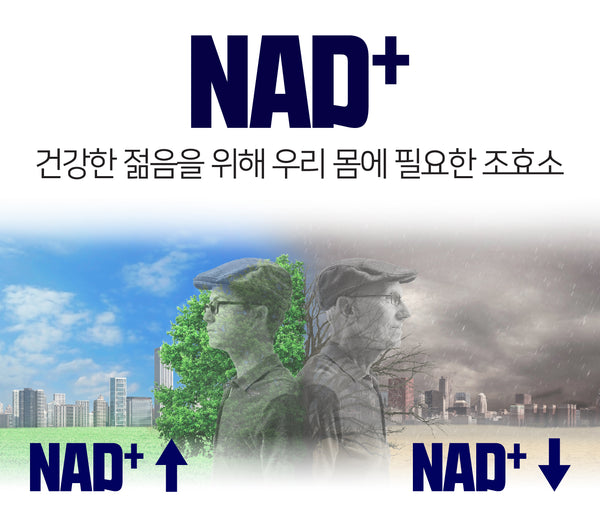 노화의 원인 NAD+