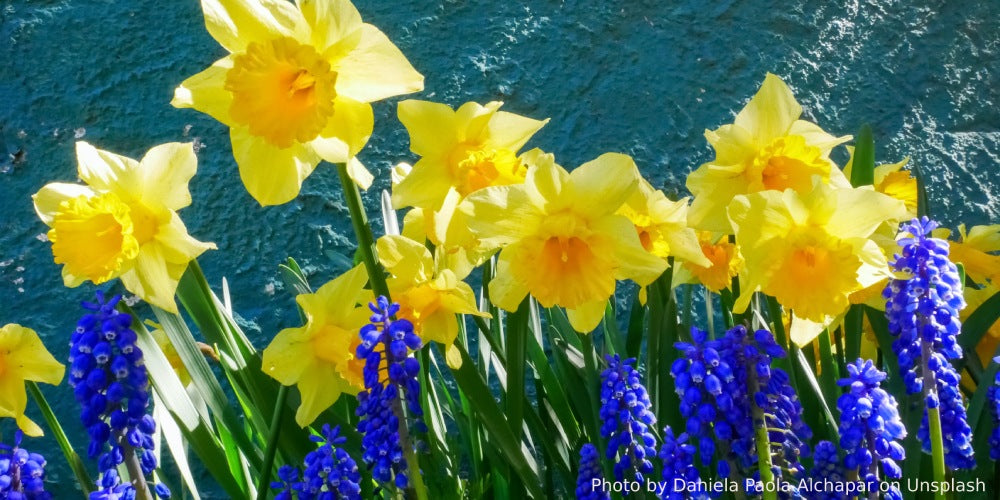 springtime flowers, daffodils and bluebells