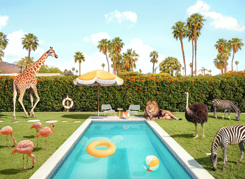 Cheetahs At The Pool – Paul Fuentes