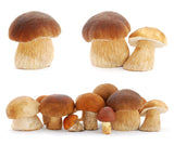 Champignons enthalten Mineralstoffe, B-Vitaminen und Eiweiß