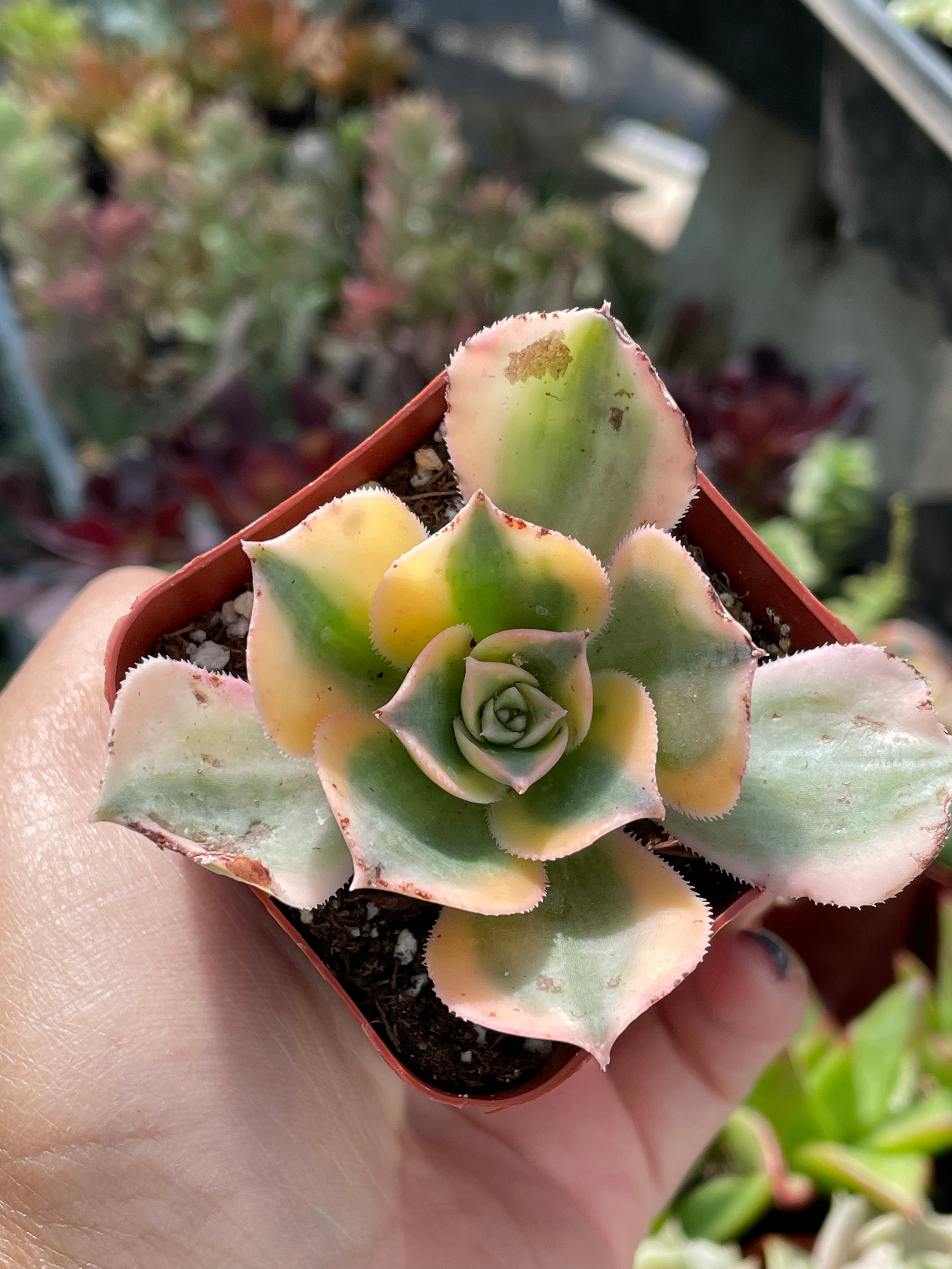 特大 現品 アエオニウム サンバーストaeonium Sunburst 多肉1 Www Mankoopresses Com