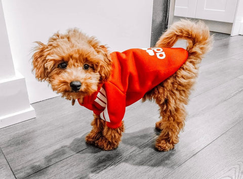 Adidog Hoodie - Poodle In Shop