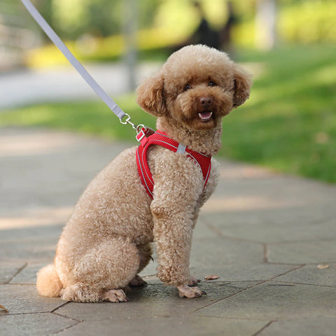 Designer Dog Harness & Leash – Poodle In