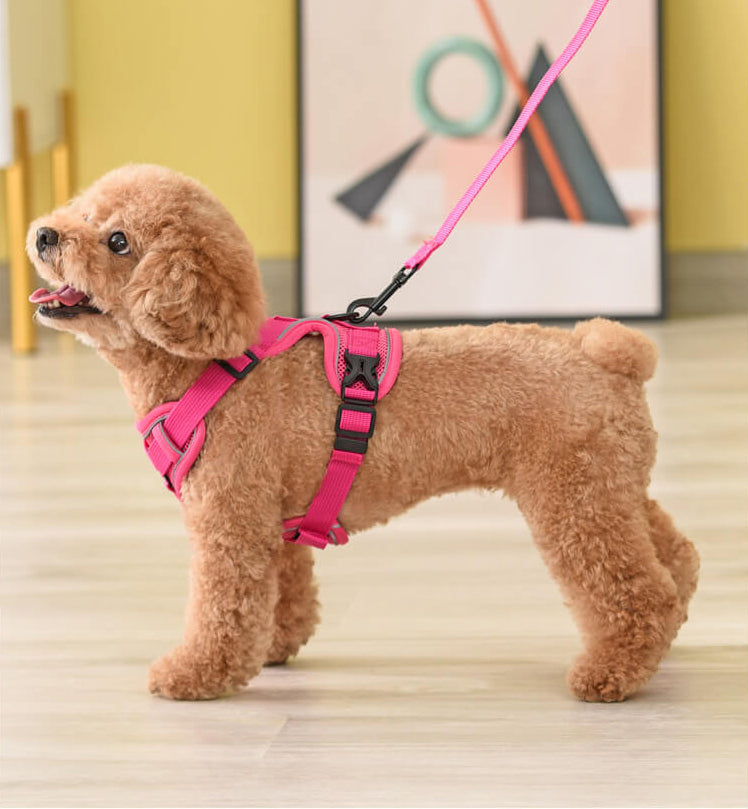 dog harness for toy poodle