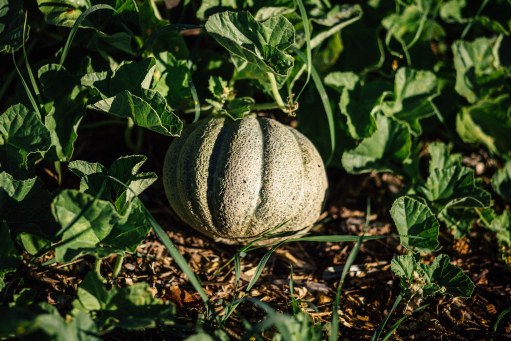 Melon de Montréal dans le champ