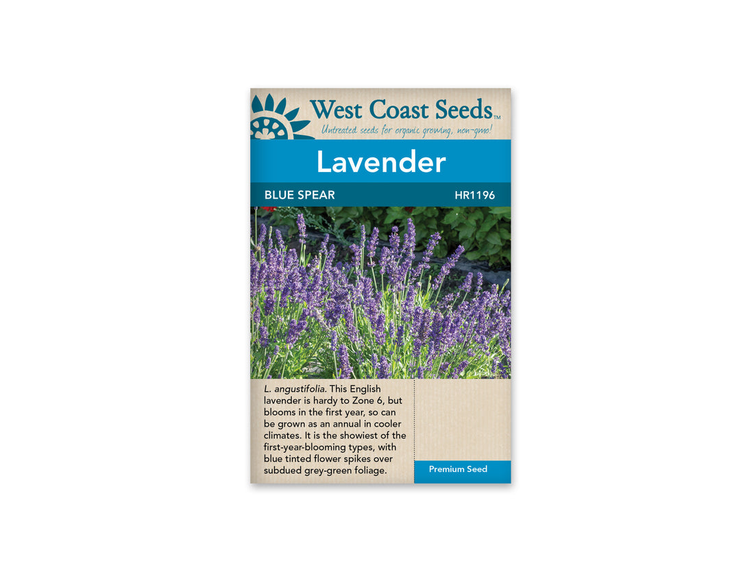 Lavender - Blue Spear (10 Seeds)