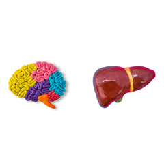 brain and liver