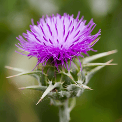 Milk thistle detail by avenir