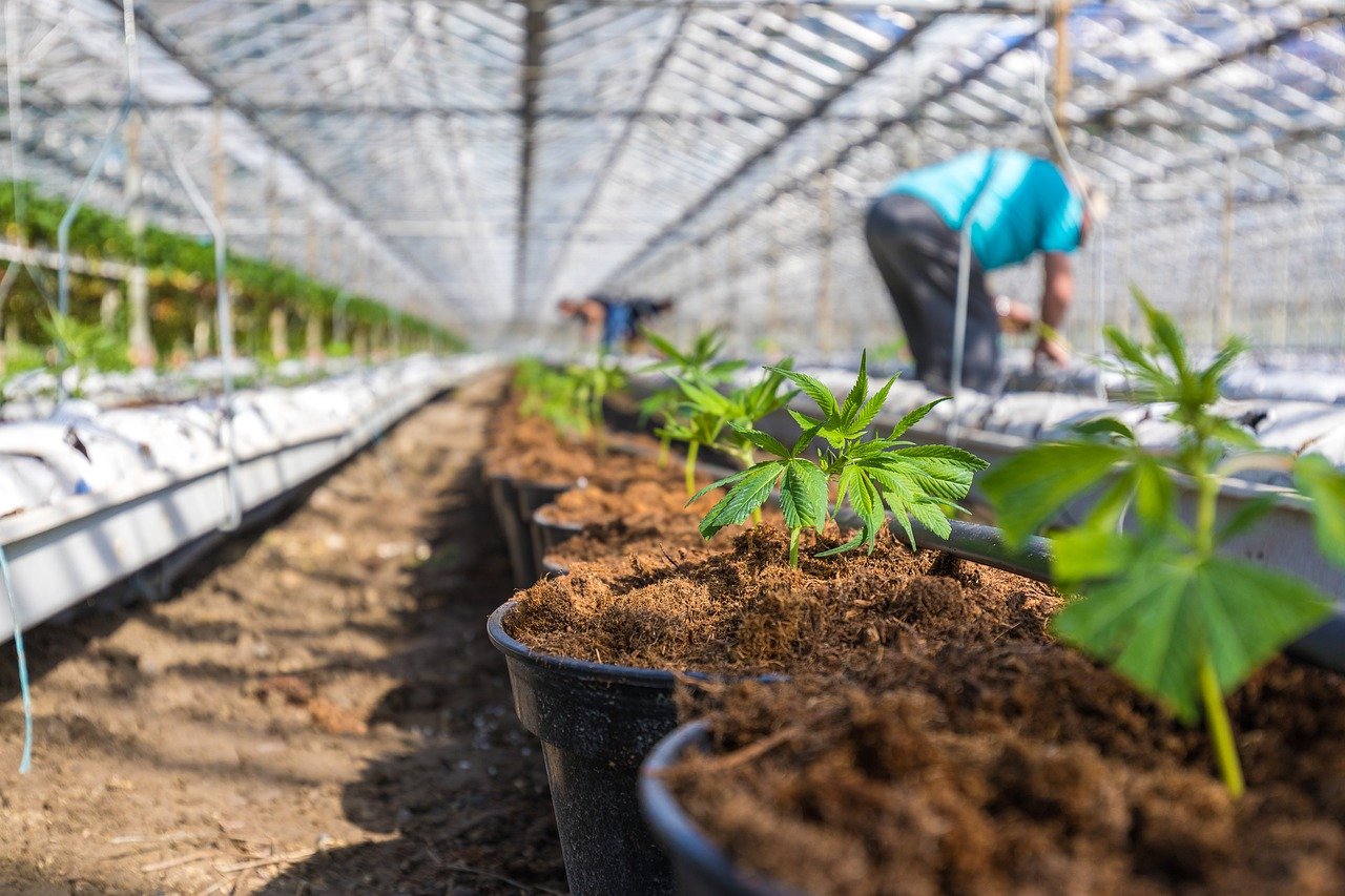 THCA Plant Farm