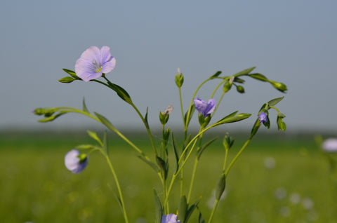 Linen - Best Fabrics for Indian Summer by Earthy Route, a sustainable clothing brand