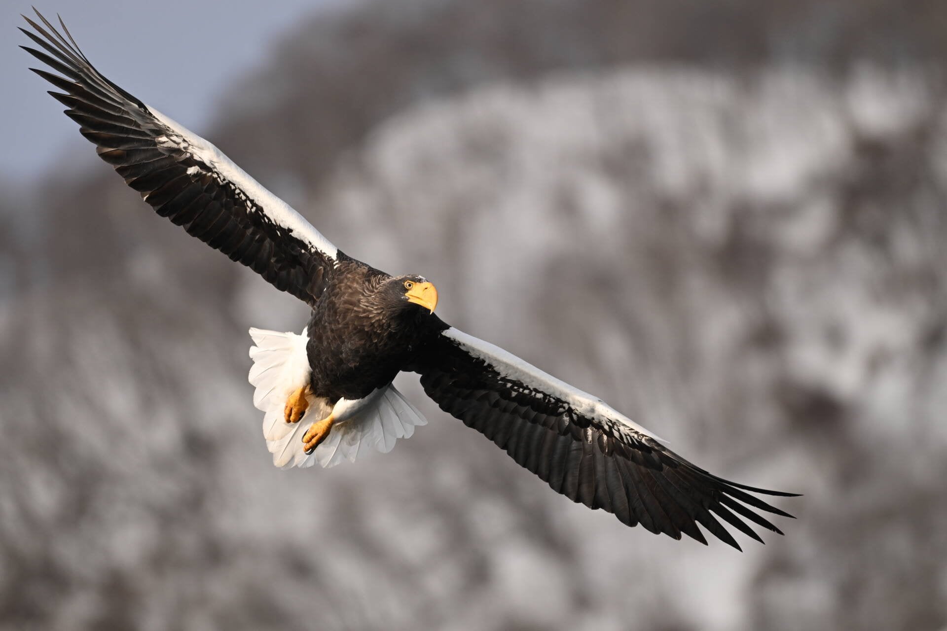 Sample photo of a big old bird