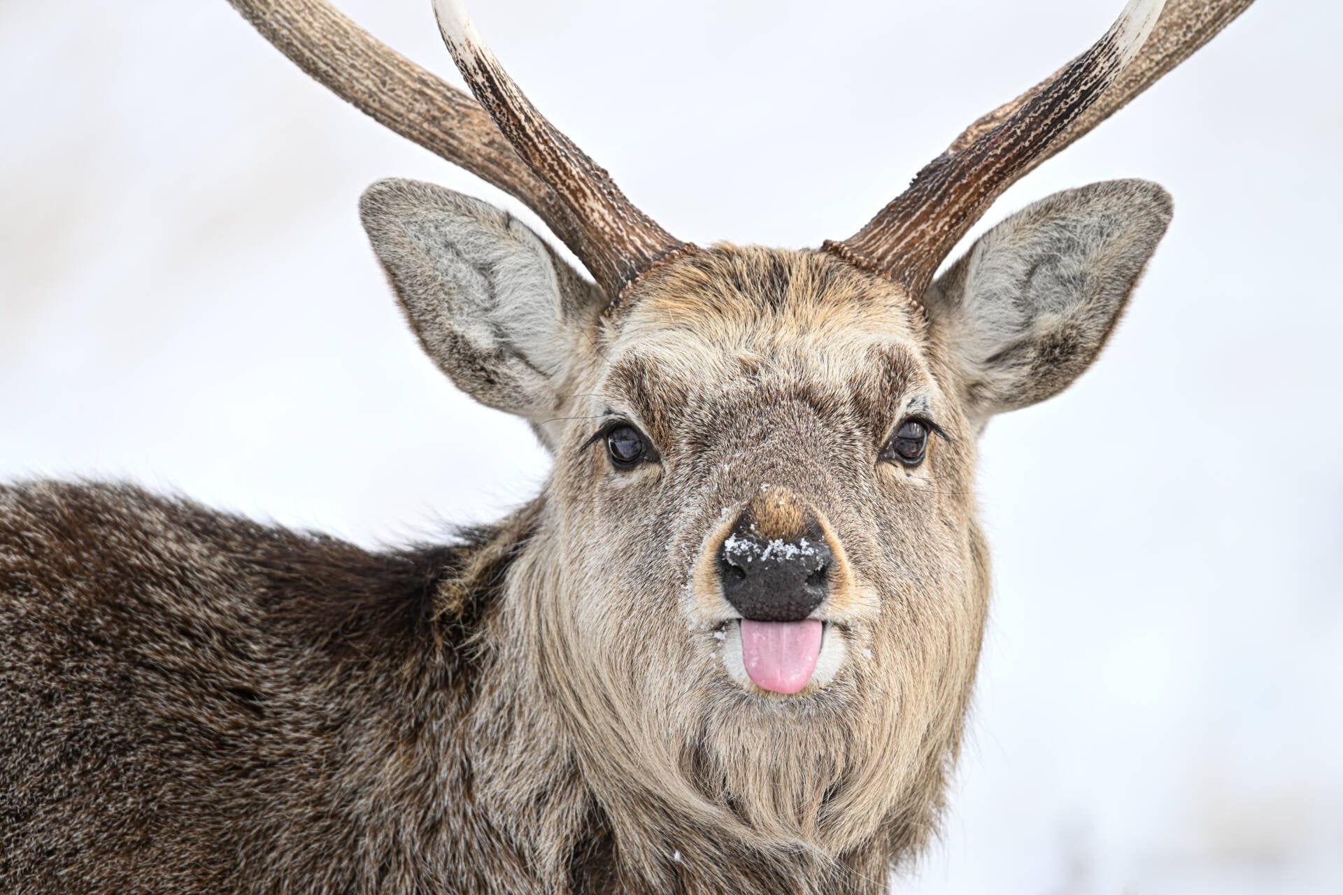 Stag poking it's tounge out