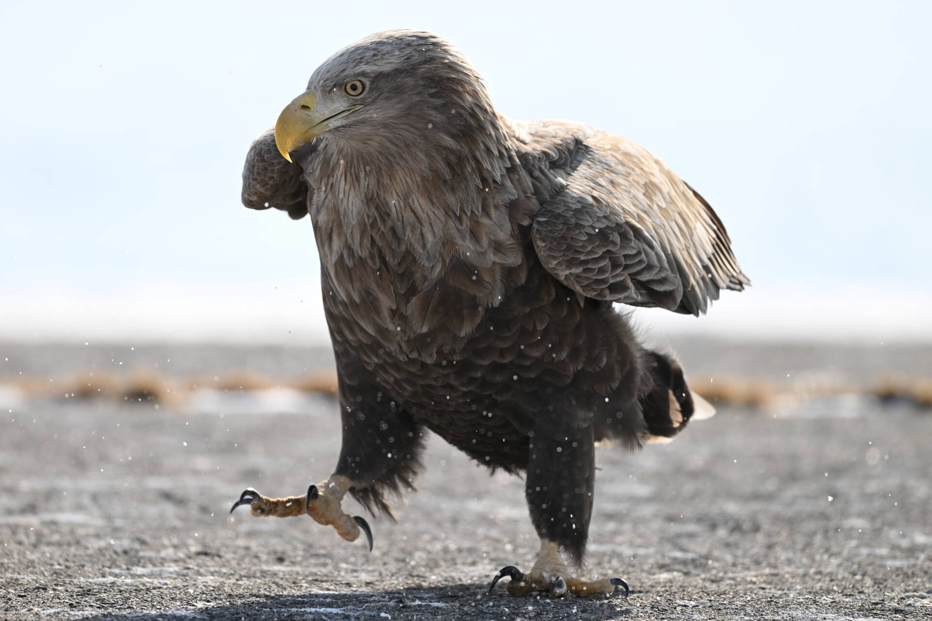 Sample photo of a big old bird strutting about triumphantly