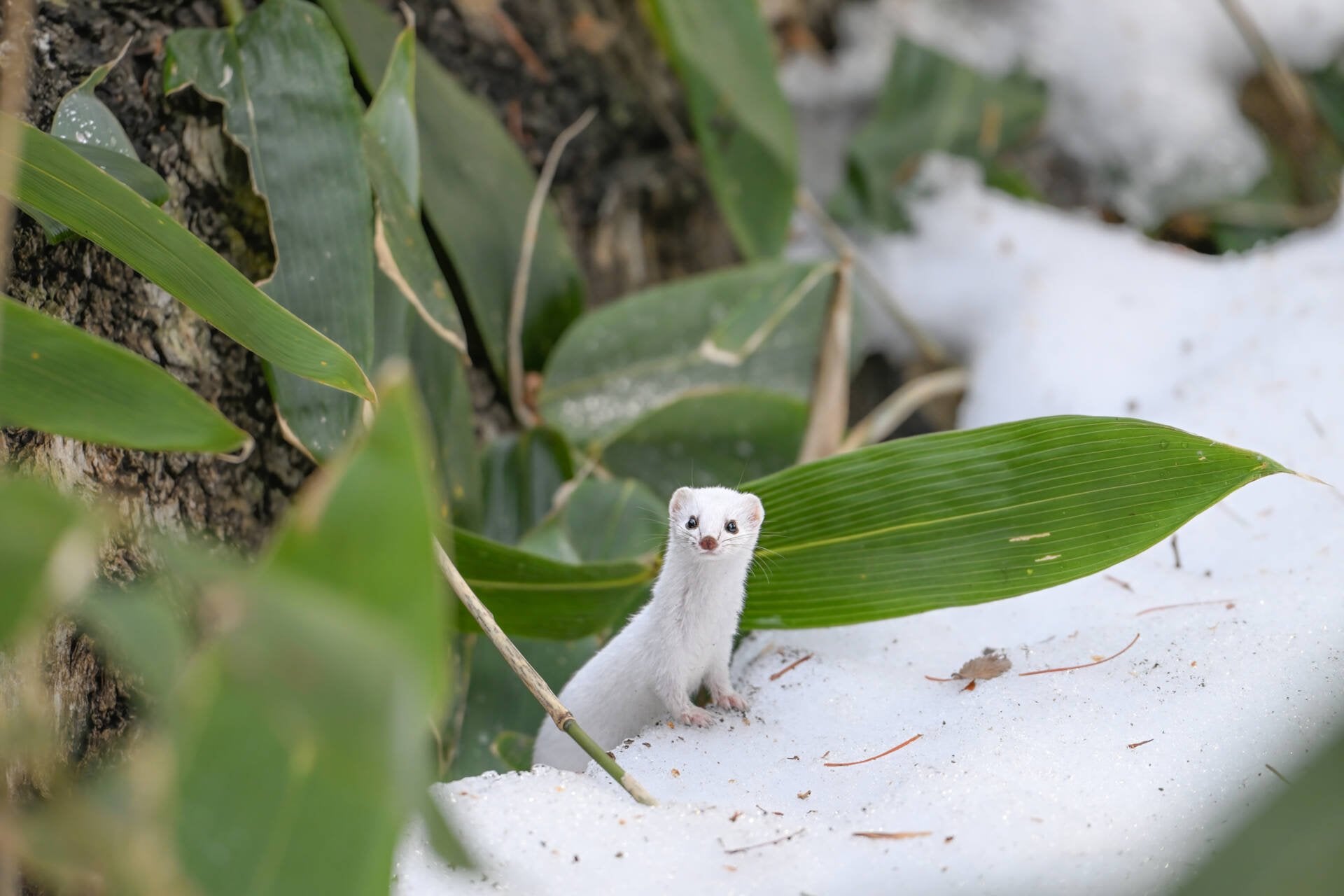 Sample photo of a cute little stoat in the snow