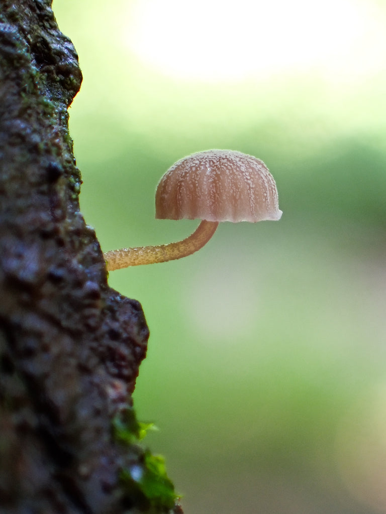A Macro Shot of a mushroom taken with the TG7